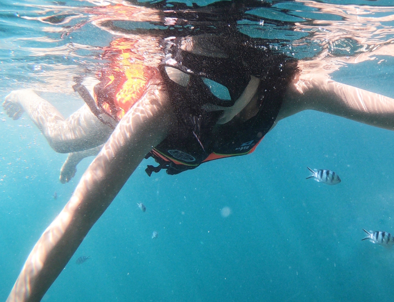 Varnvarn faisant du snorkeling dans l'eau