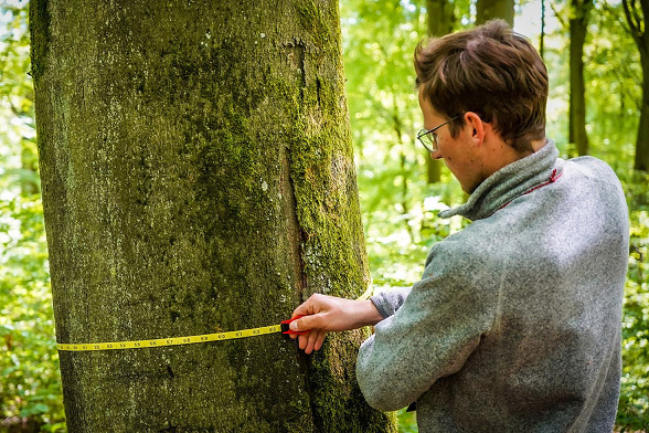 Homme mesurant un arbre