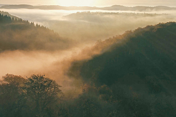 Forêt avec nuage