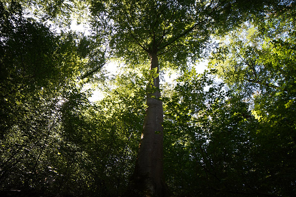 Bomen